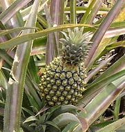 Ananas Victoria -Costa Rica